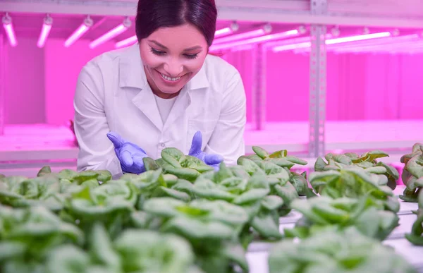 Учёный выращивает растения в лаборатории с ультрафиолетовым излучением — стоковое фото