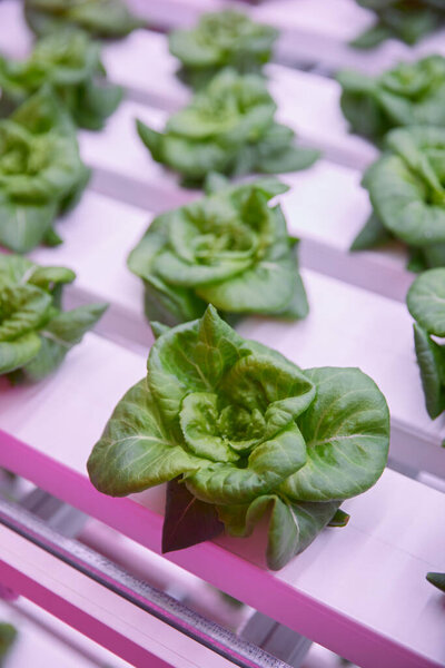 Lettuce growing in modern greenhouse Royalty Free Stock Images