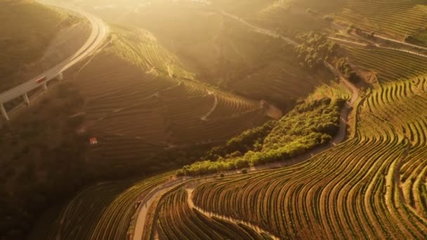 Terrasserade vingårdar i Dourodalen i Portugal. — Stockvideo