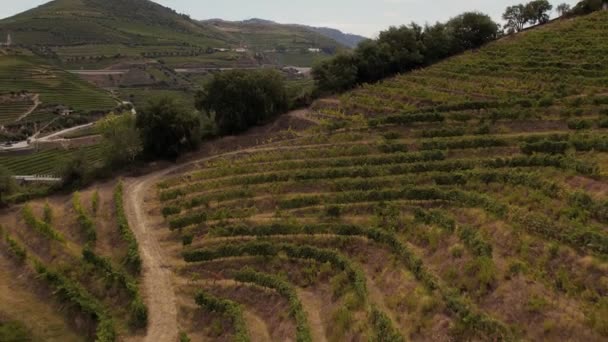 Douro tepeleri bağlarla kaplı, Portekiz, Avrupa. — Stok video