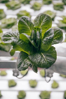 Laboratuvardaki bilim adamının ellerinde yeşil marul