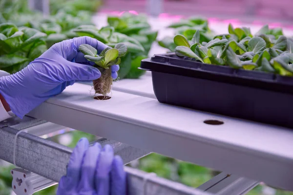 Неузнаваемый биолог в лаборатории с зеленым салатом — стоковое фото