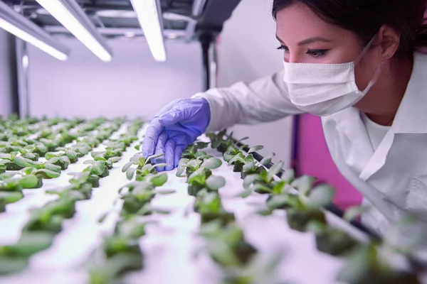 Сосредоточенная юная ботаница изучает посев салата в теплице — стоковое фото
