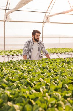 Marullu serada çalışan çiftçi.