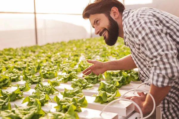 Счастливый фермер проверяет салат на гидропонном столе — стоковое фото