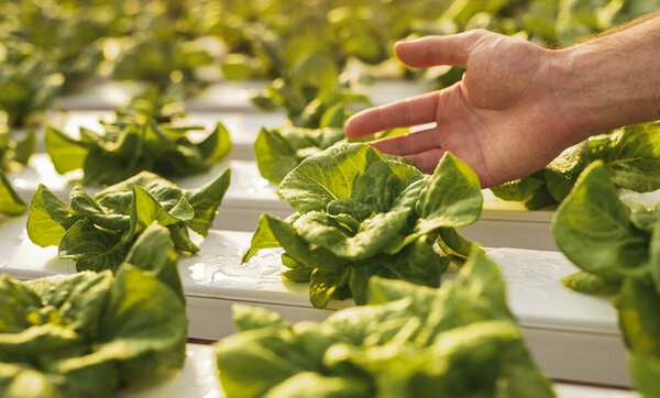 Crop farmer touching lettuce leaves Stock Image