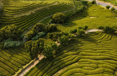 Güneşli bir günde dağlarda yeşil çay tarlaları