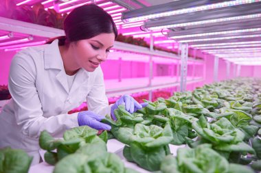 Laboratuvarda büyüyen marulu inceleyen biyolog.