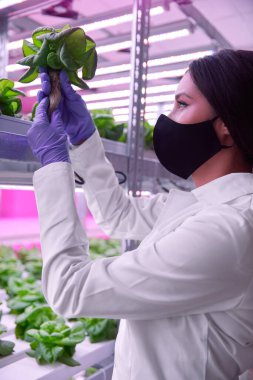 Bilim adamı modern laboratuvarda marulu kontrol ediyor.