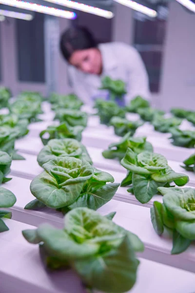 Женщина работает в лаборатории с растениями — стоковое фото
