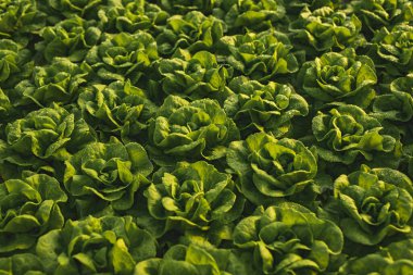 Bahçedeki yemyeşil salatalar.