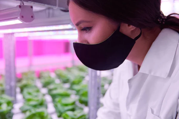 Женщина, работающая в лаборатории разведения растений — стоковое фото
