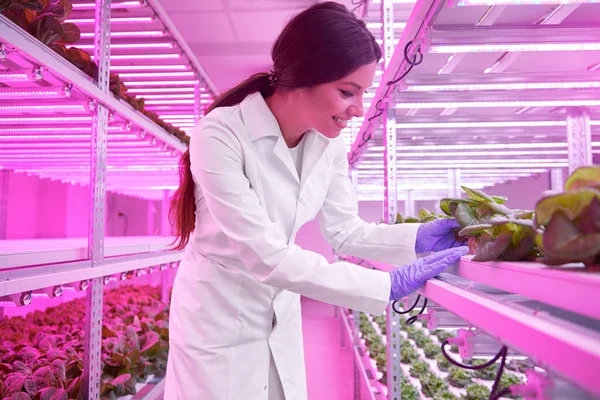 Женщина выращивает салат в лаборатории с ультрафиолетовым излучением — стоковое фото