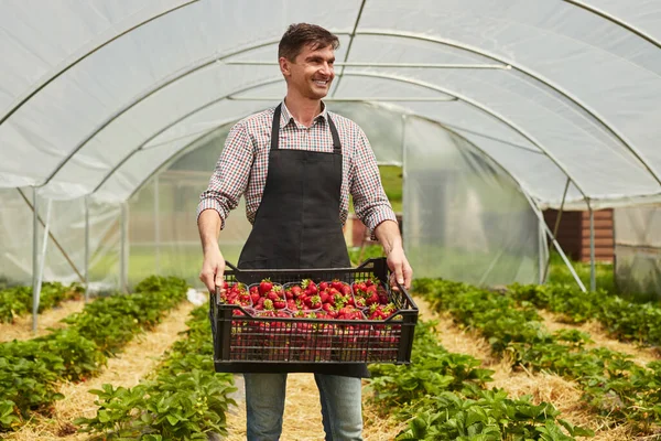 셔츠와 앞치마를 딸기가 플라스틱 상자를 시선을 돌리고 성인기 농장에서 온실에서 — 스톡 사진