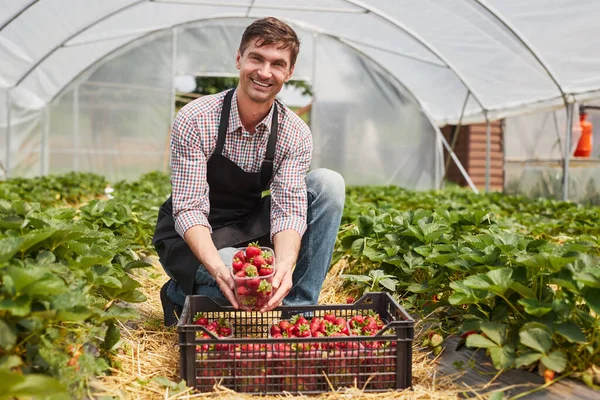 평상복을 앞치마를 두르고 미소를 카메라를 바라보며 농장에서 온실에서 일하는 딸기가 — 스톡 사진