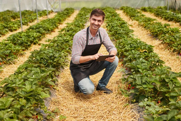 農家の家でイチゴの植物をチェックしながら タブレット上の笑顔と閲覧データとカメラを見てカジュアルな服やエプロンで優しい男 — ストック写真