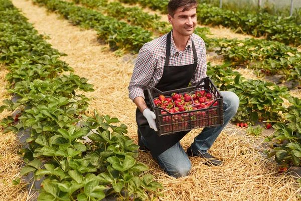 上の大人の男性からは 熟したイチゴとプラスチック製のクレートを運ぶエプロンと手袋でカジュアルな服を着て 農場で夏の日に収穫中にわらにひざまずいて離れて見てください — ストック写真