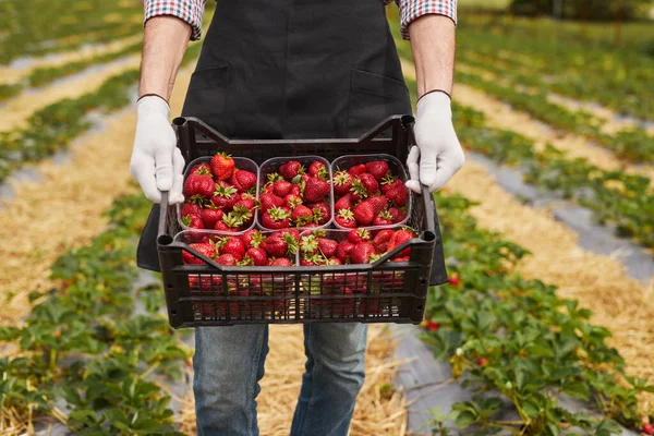 Unrecognizable man in apron and gloves carrying plastic crate with fresh strawberries while walking near lush plants during work in greenhouse on farm
