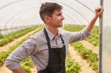 Kendinden emin, mutlu, kareli gömlek ve siyah önlüklü erkek bahçıvanın yan görünüşü. Güpegündüz bakımlı serada dikilirken gülümsüyor ve başka tarafa bakıyor.