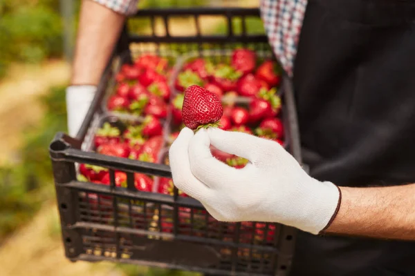 농장에서 베리를 수확하는 플라스틱 상자에서 딸기를 장갑을 익명의 남자의 부드러운 — 스톡 사진