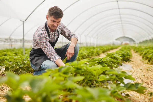 Dospělý Muž Kostkované Košili Zástěře Kontrola Zelené Jahodové Rostliny Při — Stock fotografie