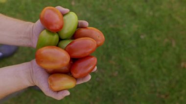 Elinde taze organik domateslerle tanınmayan erkek ellerine yukarıdan bak. Yeşil çimen arka planındaki eko sebze hasadının üstünde