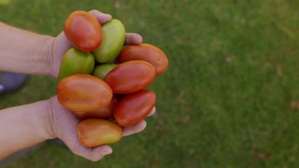 Top View Unrecognizable Male Hands Holding Fresh Organic Tomatoes View — Video