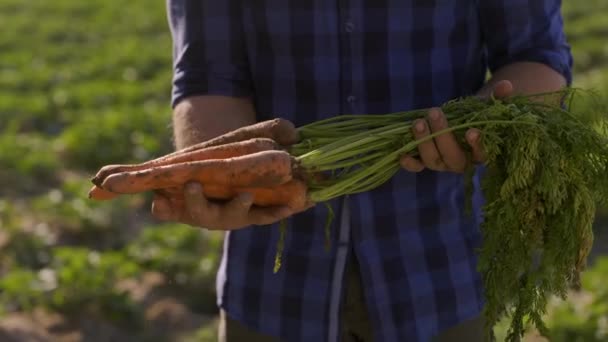 Closeup Unrecognizable Farmer Holding Bunch Freshly Picked Carrots Field Outdoors — Video