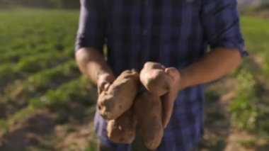 Olgun çiftçinin elleri, tarımsal biyoloji ve ekolojik tarım tarlalarının bahçesinden taze taze patates sunuyor..