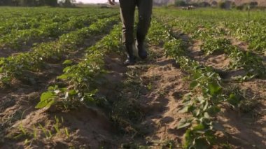 Low-angle static shot of unrecognizable farm worker walking along sweet potatoes field rows on summer day. Unknown man farmer checking leaves of plants in farmland.