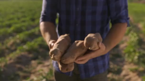 Closeup Hands Mature Farmer Offering Ripe Fresh Sweet Potatoes Ground — Vídeos de Stock