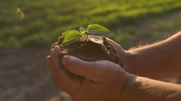 Unrecognizable Man Planting Peppermint Seedling Field Farmer Caring Ecology Plants — Vídeo de stock