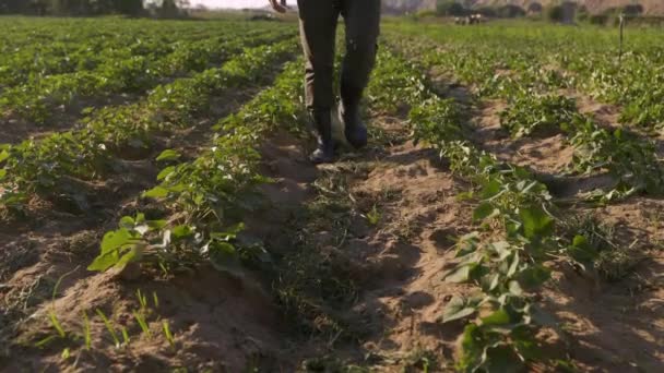 Low Angle Static Shot Unrecognizable Farm Worker Walking Sweet Potatoes — Vídeos de Stock