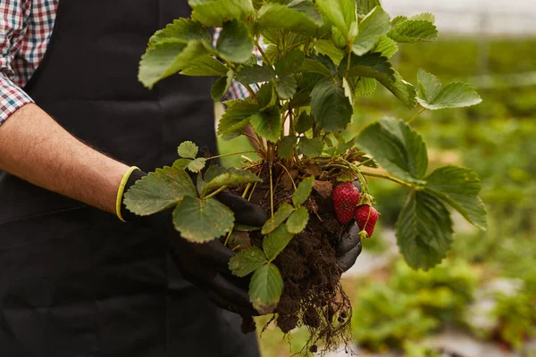 Crop Unrecognizable Male Farmer Apron Gloves Holding Roots Soil Fresh — Stock Photo, Image