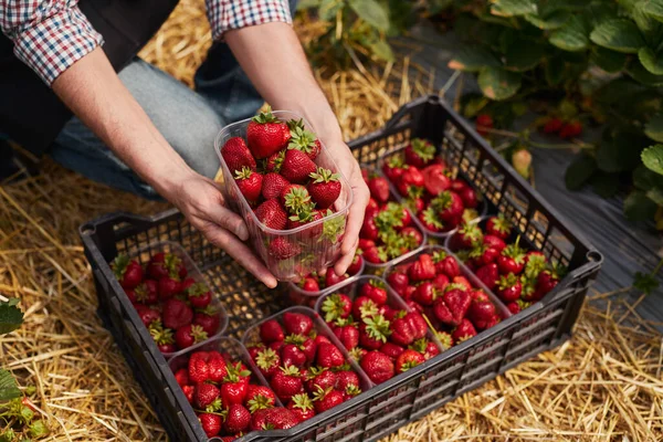 Unrecognizable farmer in checkered shirt and apron sitting on haunches and putting ripe bowls, with ripe freshly harvested strawberries into plastic container during work in countryside