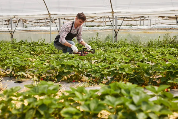 Concentrated adult male farmer in apron and gloves sitting on haunches and harvesting ripe strawberries during work in greenhouse on sunny day