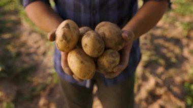 Bir çiftçinin elleri taze koparılmış patatesleri tutuyor. Tanınmayan erkek, kirli elleriyle ekolojik sebzeler sunuyor..