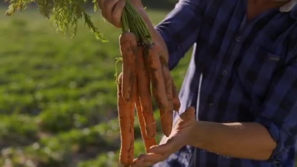 Close Trabalhador Agricultor Irreconhecível Segurando Cenouras Recém Colhidas Sobre Terras — Vídeo de Stock