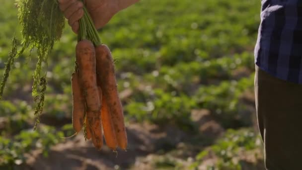 Mão Segurando Cenouras Recém Colhidas Sobre Terra Verde Desfocada Fundo — Vídeo de Stock