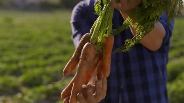 Close Hands Farmer Holding Freshly Picked Carrots Green Farmland Blurred — Stock Video