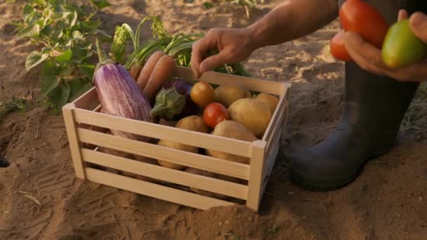 Manos Masculinas Preparando Verduras Recién Recogidas Caja Para Los Agricultores — Vídeos de Stock