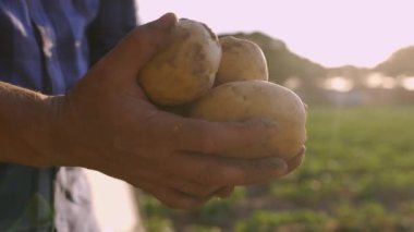 Bir tarlada bir çiftçi taze kazılmış patates mahsulü tutuyor. Yiyecek yetiştirme konsepti, gün batımında biyolojik sebzelere yakın çekim.
