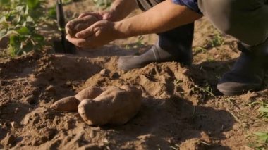 Tarladaki tarladaki bu çiftlikten kirli ellerle tatlı patatesleri toplayan tanınamaz hale gelmiş çiftçinin yavaş çekim videosu.