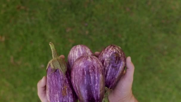 View Male Hands Holding Aubergine Eggplants Grass Background Closeup Fresh — Vídeos de Stock