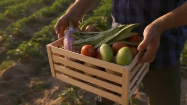 Çiftlik alanından taze toplanmış sebze sebzeleriyle tanınmayan Erkek Elleri Tahta Kutusu 'nun yakın plan çekimi. Çiftçi Pazarına hazırlanıyor..