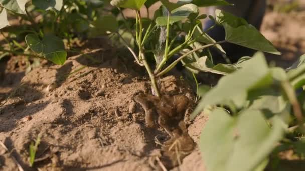 Неузнаваемый Фермер Льет Воду Молодые Растения Картофеля Крупный План Полива — стоковое видео