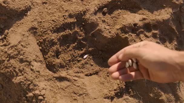 Man Hands Throwing Beans Dry Soil Unrecognizable Closeup Home Amateur — Wideo stockowe