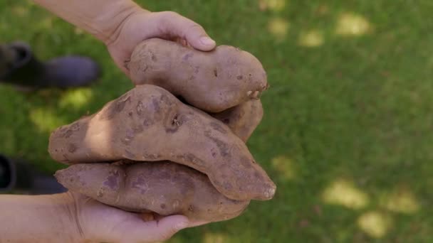 Vista Superior Mãos Agricultoras Masculinas Segurando Várias Batatas Doces Sobre — Vídeo de Stock