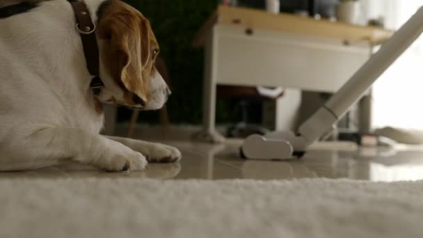 Cleaning Floor Cordless Vacuum Cleaner Adorable Beagle Dog Vacuuming Floor — Wideo stockowe