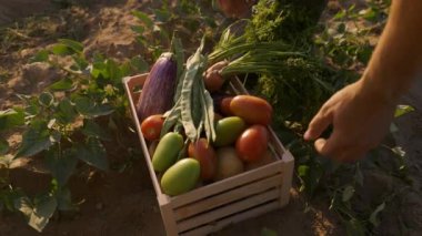 A box with freshly picked vegetables is ready for delivery to local farmers market. Organic fresh veggies outdoors in wooden crate